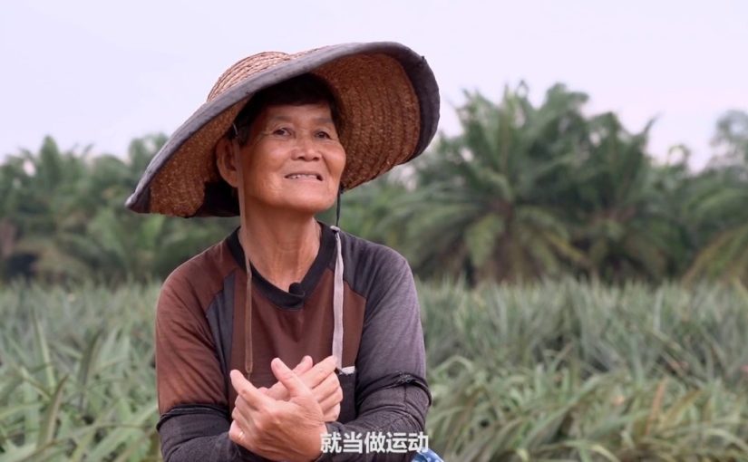 Lady Worker in Pineapple Plantation